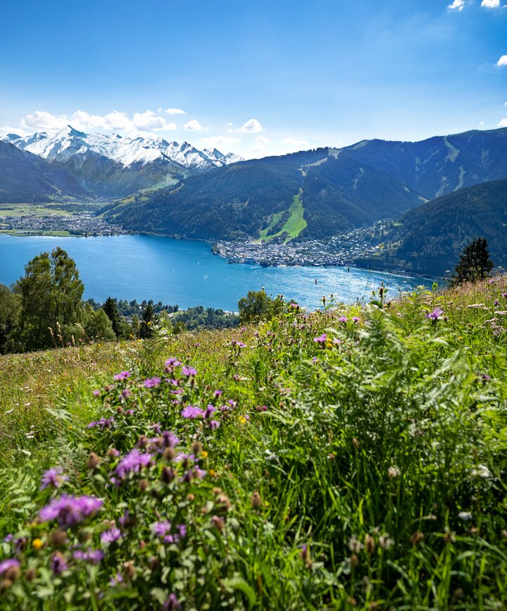 Zeller See und Zell am See von grüner Wiese mit Blumen aus gesehen, im Hintergrund schneebedeckte Berge