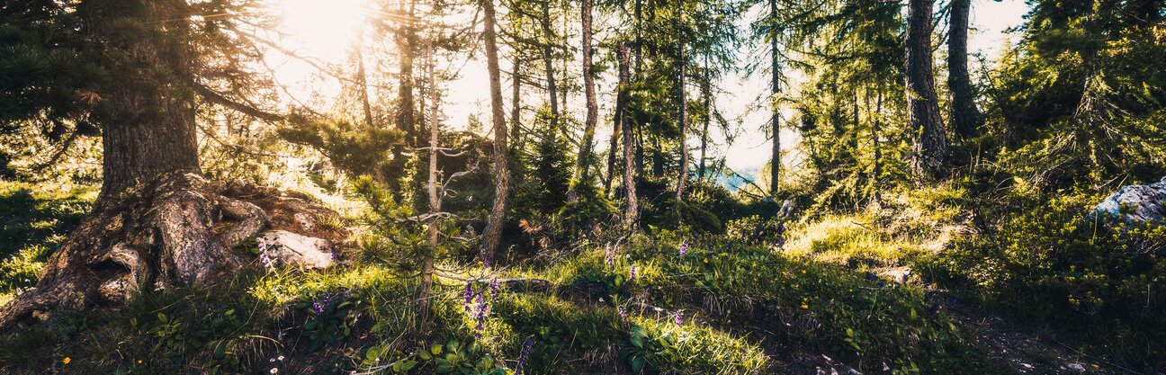 Sonnendurchfluteter Wald mit Bäumen, Moos und Unterholz